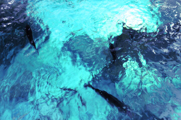 Rippled surface of a clear blue sea