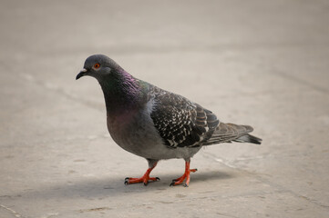 Pigeon walking in a Park.