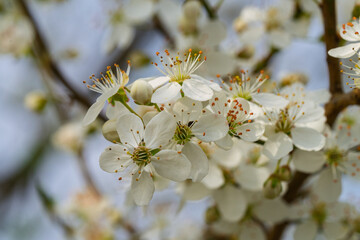 A Beautiful White Flowering Branch is in Full Bloom, showcasing its natural elegance and charm