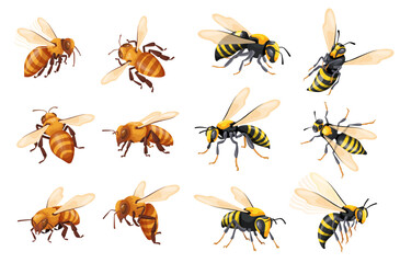 Cartoon wasp set. Realistic wasps hive, honeybee flying hornet bee worker and bumblebee european insect black yellow stripes fly bug for flower honey mead, neat vector illustration