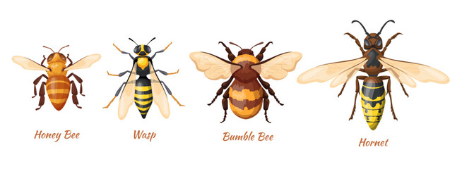 Hymenoptera insects. Realistic bee, wasp hornet bumblebee top view biologic infographic banner, honeybee flying animal bug insect logo icon, cartoon set neat vector illustration