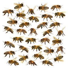 group of bee or honeybee on white background, honey bees
