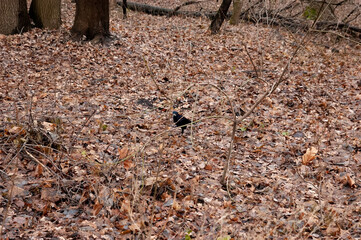 a black rook walks on the fallen autumn leaves