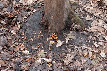 forest background: mushrooms at the foot of a tree among fallen leaves