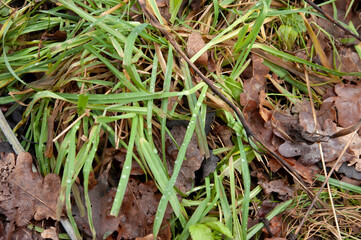 green grass pokes through among last year's fallen leaves, covered with raindrops