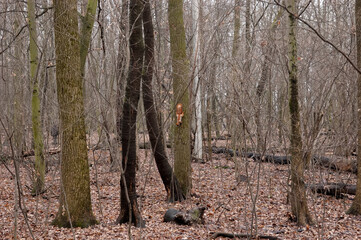 red squirrel playing in the fall forest.