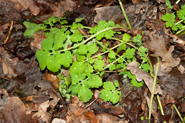 fresh green leaves of celandine, sprinkled with raindrops, among old autumn leaves