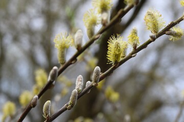 Flowering willow tree in spring