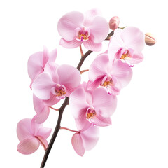 Delicate Pink Orchids Blooming Gracefully Beauty and Serenity in Nature,