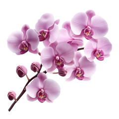 Delicate pink orchids blooming serene beauty nature's elegance