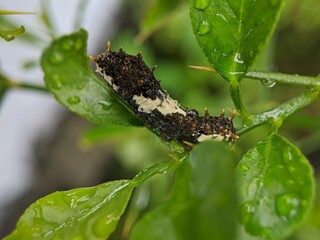 Swallowtail Caterpillar Resting on a Citrus Leaf After the Rain