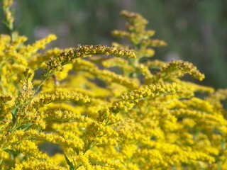 goldenrod plant yellow flower nature background