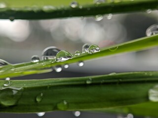 Water Droplets on Green Grass Blades Sparkling After Rainfall Macro