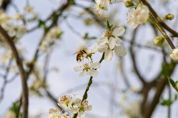 A bee diligently collecting sweet nectar from a beautiful blossom during the spring season