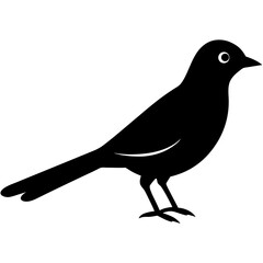 cuckoo bird black silhouette vector, Simple silhouette Design vector icon with white background. Wild bird