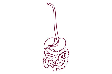 Vector Illustration of Digestive System. Minimalist Line Art