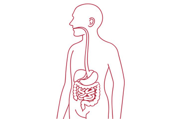 Vector Illustration of Digestive System. Minimalist Line Art