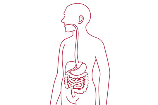 Vector Illustration of Digestive System. Minimalist Line Art