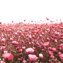 Pink poppy field breathtaking beauty serene nature