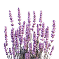 Lavender blossoms serene purple flowers tranquil beauty