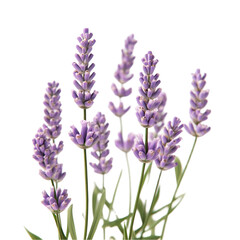 Fototapeta premium Lavender blossoms vibrant purple hues peaceful serenity nature beauty