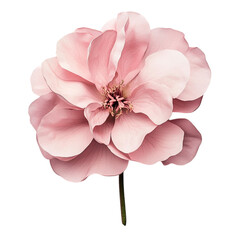 Delicate Pink Blossom Artistic Abstract Floral Beauty