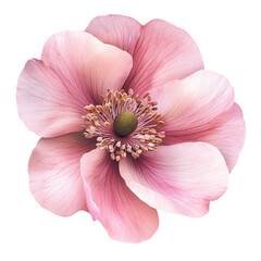 Delicate Pink Flower Blossom Soft Petals Gentle Beauty