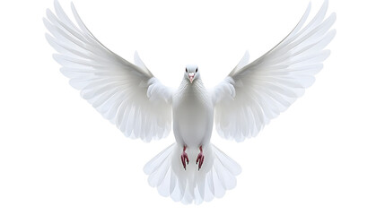 Obraz premium Isolated Illustration of a Flying White Dove Bird Spreading Wings