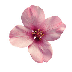 Delicate Pink Flower Blossom Soft Petals Gentle Beauty