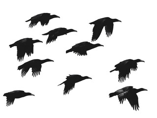 Silhouette Illustration Flying Birds Group Migration Against Black Background