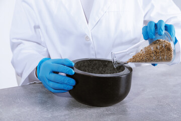 Laboratory testing. Scientist pouring oat grains into mortar at grey table indoors, closeup