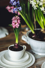 Spring elegant wedding or Easter celebration table decor. Festive white china, floral decoration with blooming bulbous hyacinth. Dark background. Springtime home gardening