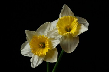 Fototapeta premium The splendor and vibrant colors of a daffodil flowers; Narcissus Bicolor