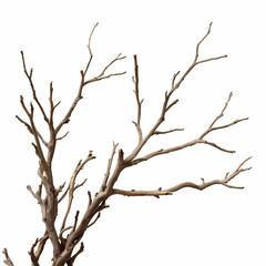 Obraz premium Realistic dry branches isolated 