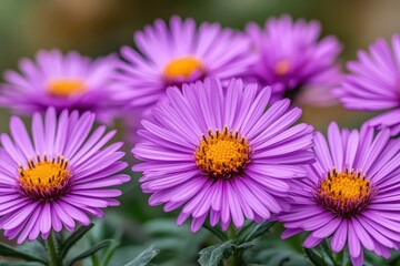 Obraz premium Close-up of vibrant purple asters with yellow centers. Perfect for designs needing floral beauty and natural freshness.