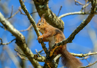 A squirrel climbs on tree branches under a clear blue sky. Its fur shines in the sunlight as it navigates the rugged bark in a serene, natural setting