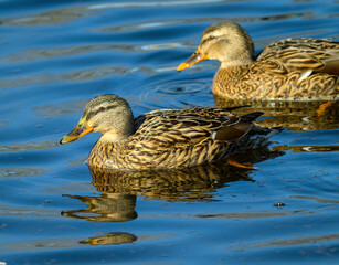 Two ducks glide over the calm waters of a lake, reflecting the sunlight. Soft ripples surround them as they enjoy the warm spring day in a peaceful natural setting