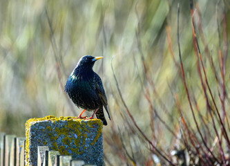 A vibrant starling stands on a mossy stone post surrounded by delicate plants in a sunny meadow....
