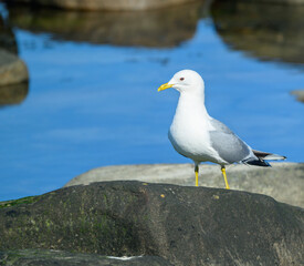 A seagull perches on a large rock beside still water, surrounded by smooth stones. The bird looks alert and ready to take flight under the clear blue sky