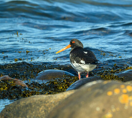 A striking black and white oystercatcher bird with an orange beak searches for food among the rocks and seaweed at the shoreline. The ocean waves gently lap at the stones in the background