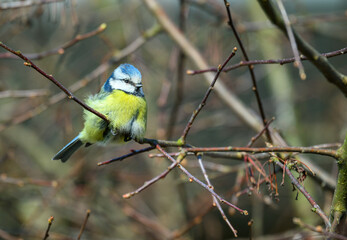 A blue tit, vibrant bird with blue and yellow feathers sits on thin branches. The soft morning light illuminates its features in a peaceful outdoor environment