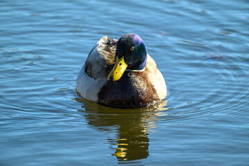 A mallard duck glides gracefully on the water's surface, creating gentle ripples in the clear blue lake. The sunlight reflects beautifully on the duck's feathers during midday