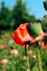 Red poppy flowers in the garden close-up