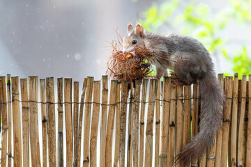 Ardilla construyendo un nido