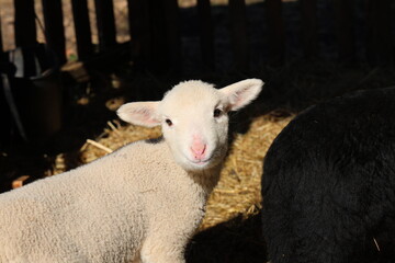 sheep and lamb © andjela