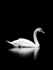 Fototapeta premium Elegant white swan gracefully floats on dark water, its reflection mirrored below