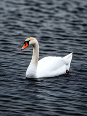 Naklejka premium Elegant white swan gracefully gliding on dark water