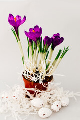 Bright purple crocus flowers grow in a small pot surrounded by decorative eggs.