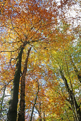 Decoy Country Park, Devon in Autumn	