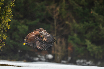 White-tailed eagle (Haliaeetus albicilla) flew out of the woods on a winter's day
